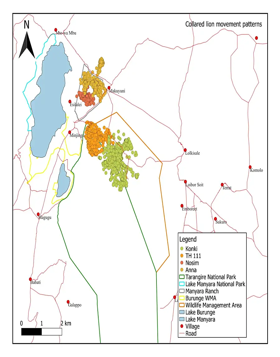 Collared lion movement patterns