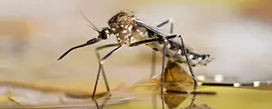 The aedes mosquito