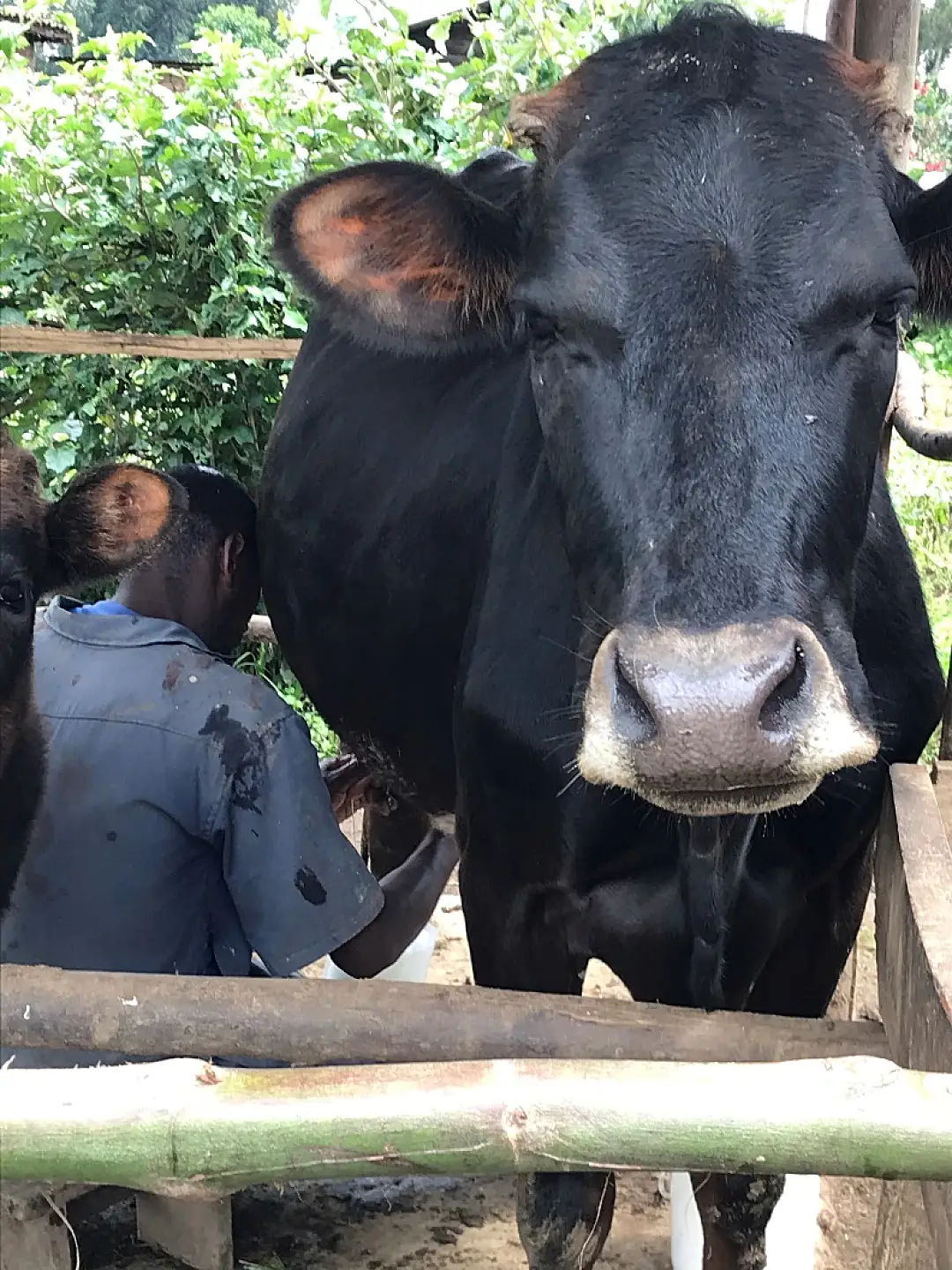 Photo of a Rwandan man milking a black cow