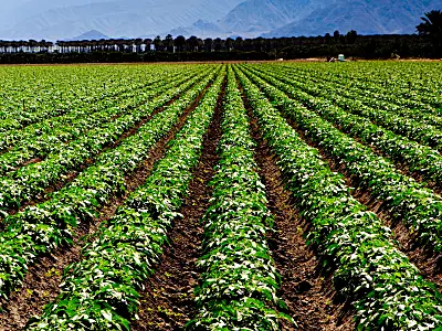 A large field of crops with mountains in the background