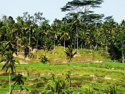 Rice fields and coconut trees in Bali