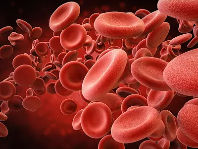 Illustration of red blood cells traveling through the human body.