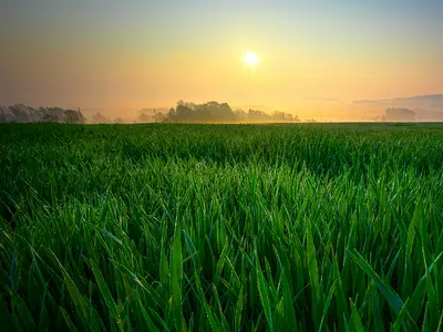 The sun blazes low in the sky over a field of tall green grass.