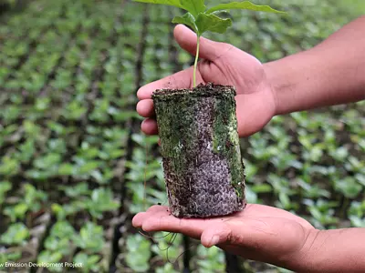 A seedling grows in a biodegradable pot in a field in Guatemala.