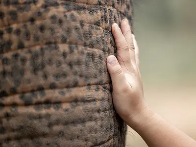 Child hand on elephant trunk