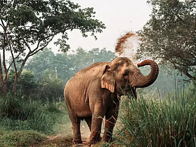 Elephant in Asia throwing dirt on itself