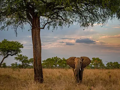 wild elephant in uganda