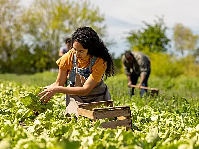 A woman wearing overalls picks lettuce from a field.