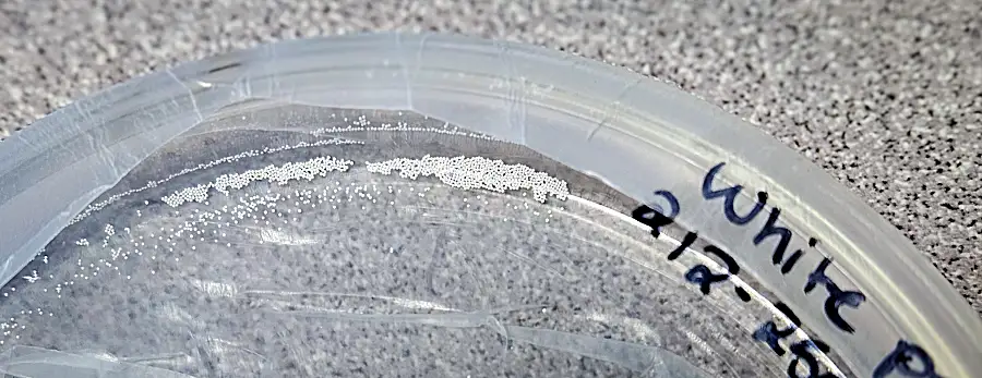 Microplastic beads in a dish