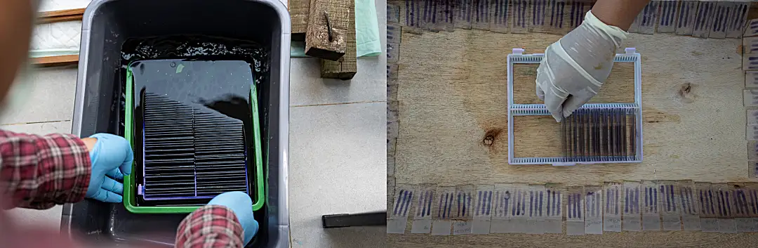 Left: fixing blood samples in chemicals. Right: arranging samples.