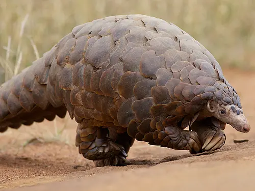 A closeup of a pangolin walking on the ground.