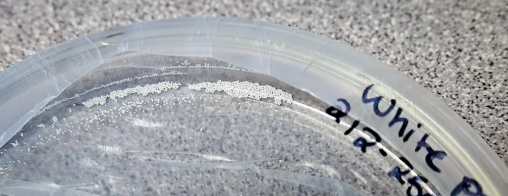 Microplastic beads in a dish