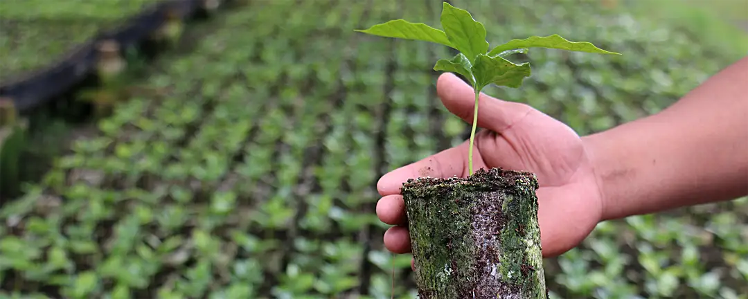 A seedling grows in a biodegradable pot in a field in Guatemala.