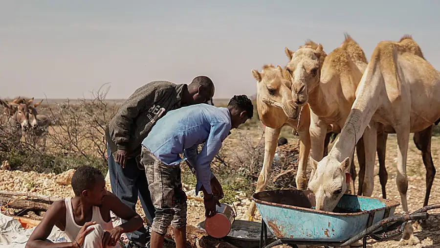 Camels-resilience-drought-climate change