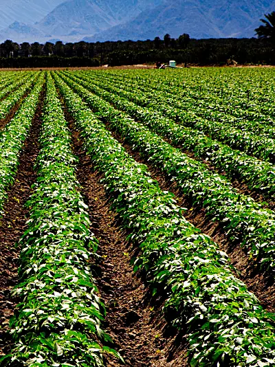 A large field of crops with mountains in the background