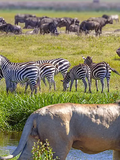 wild life grazing in a field 