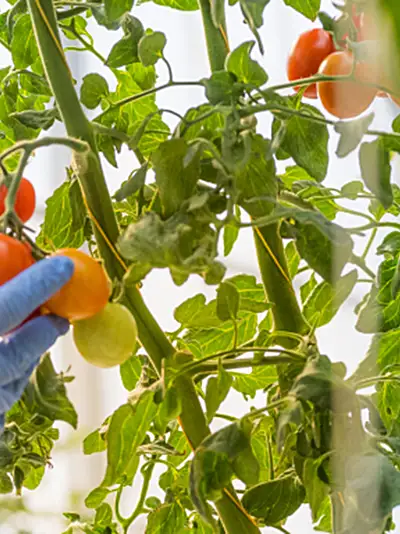 Woman in lab coat and gloves analyzing cherry tomatoes