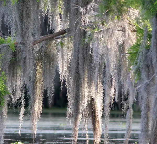 Cypress swamp in Louisiana