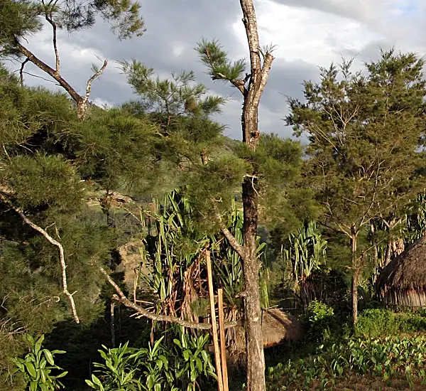 A village of thatched huts among a lush landscape in Papua New Guinea.