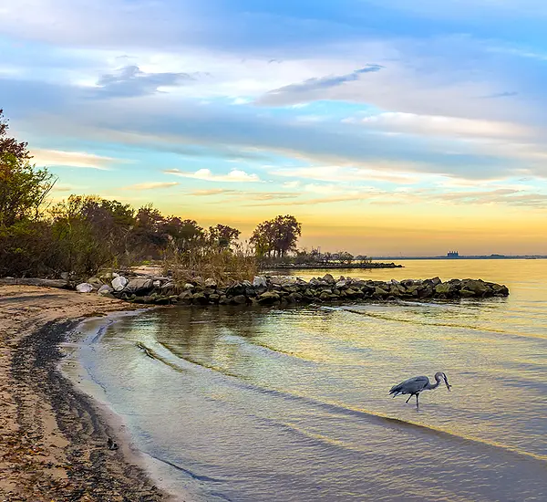 A great blue heron stalks prey in the shallow water of Chesapeake Bay