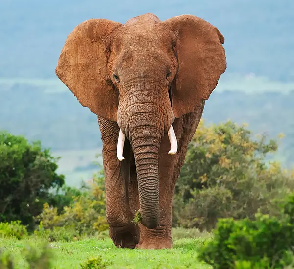 An African elephant walks straight toward the camera.