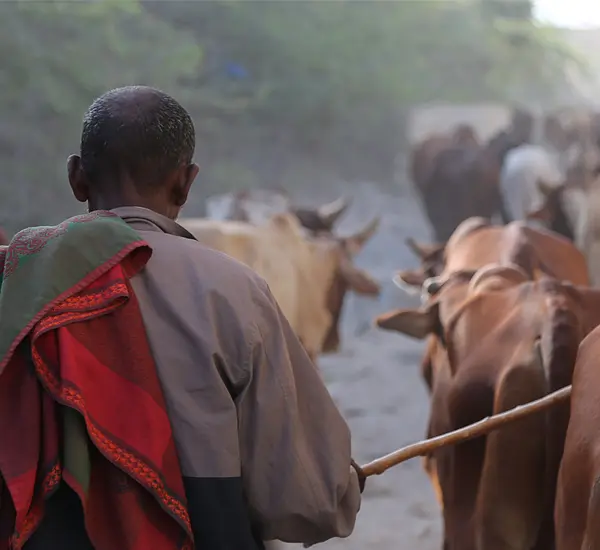 Photo of a Somali man walking with cattle.