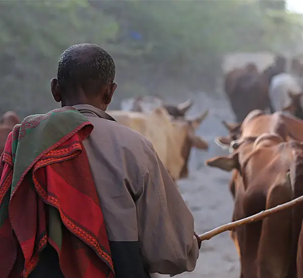 Photo of a Somali man walking with cattle.