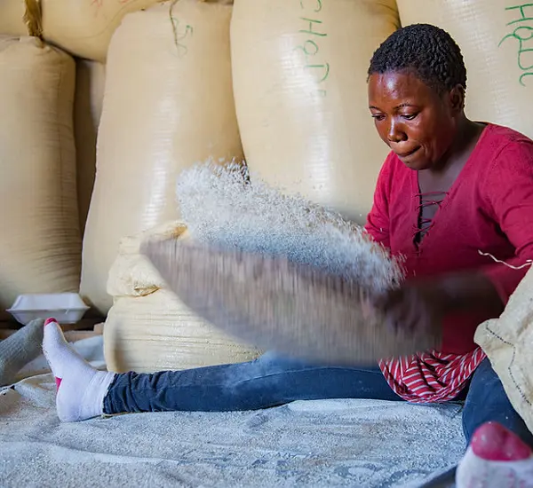 Photo of a Haitian woman sifting rice.