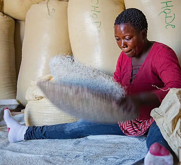 Photo of a Haitian woman sifting rice.