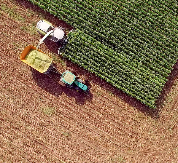 Tractor with attachment harvesting corn