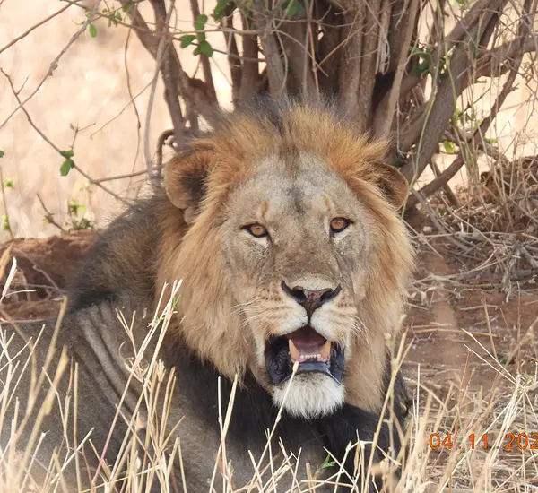 Konki – an adult male lion