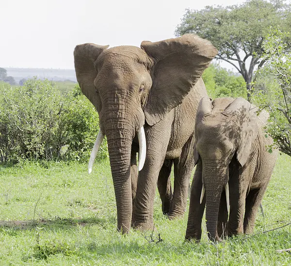 Photo of two elephants in a sunny savanna