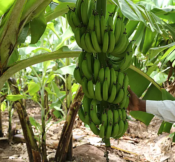 A farmer inspects a large bunch of bananas growing on a farm in Somalia.