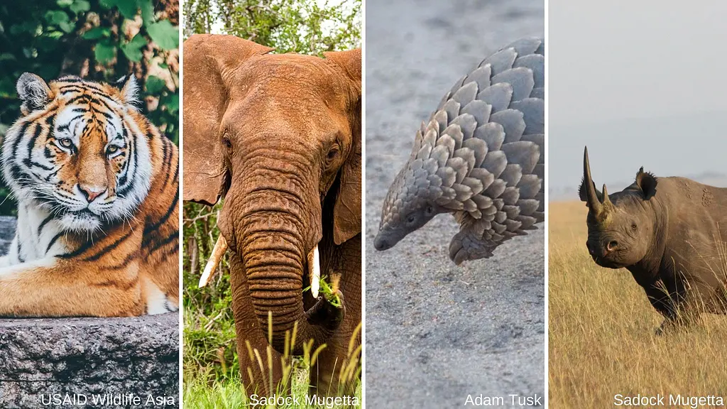 Series of wildlife photos: a tiger, an elephant, a pangolin, and a rhino.