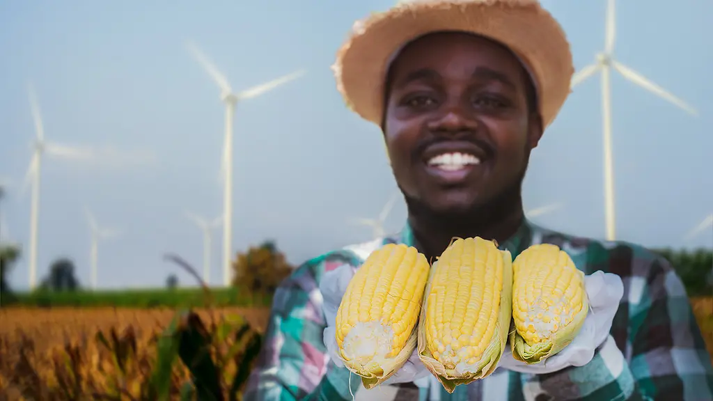 An African farmer displays three ears of corn from his field.