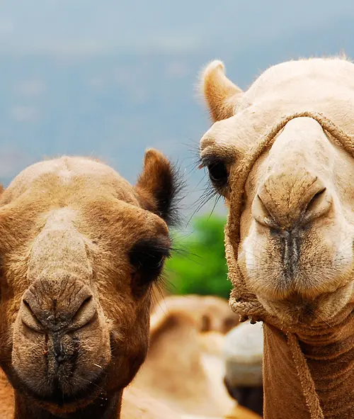 A closeup of three camels looking directly at the camera.