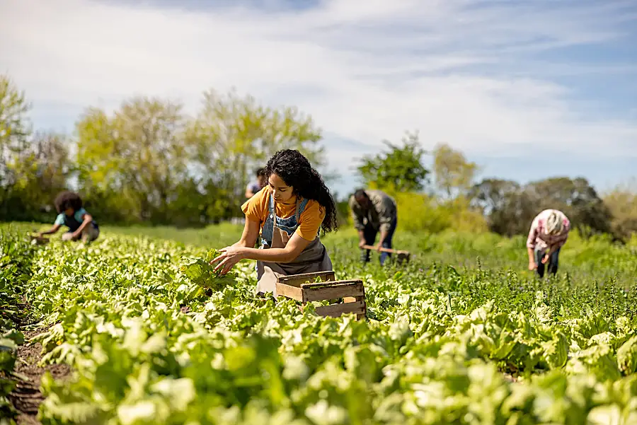 A woman wearing overalls picks lettuce from a field.