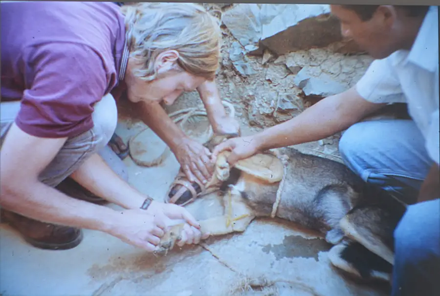 RTI scientist Richard Reithinger, shown in a photo from his time in graduate school, examines an animal in Peru.