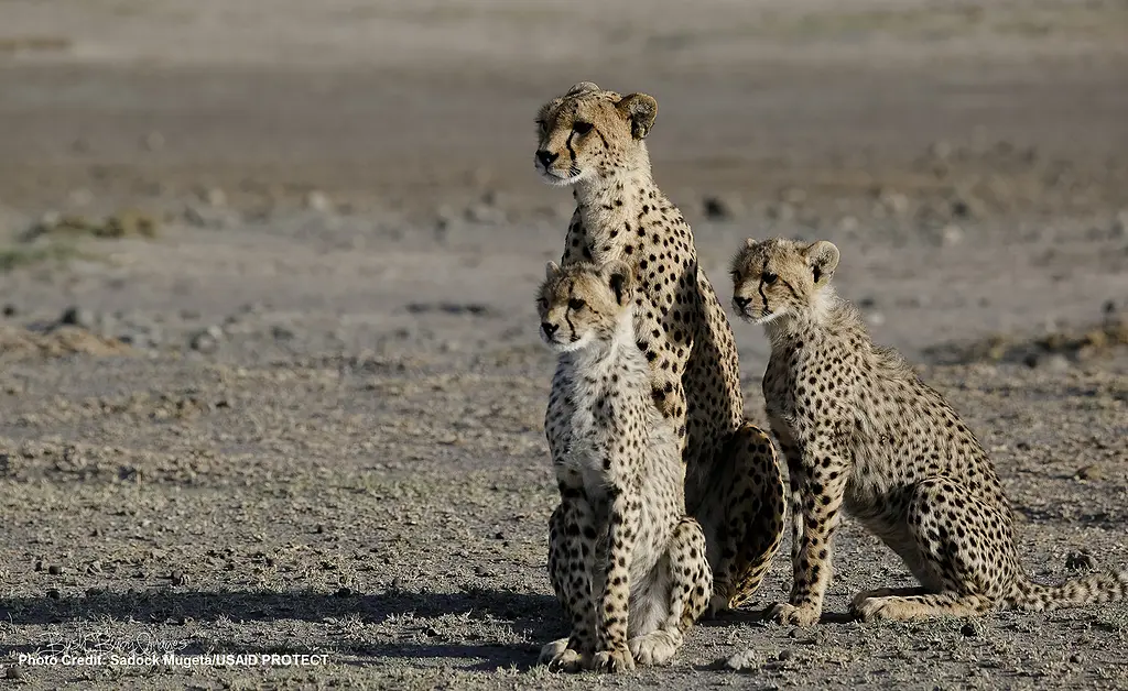 Tanzania's wildlife draws tourists from around the world and generates significant income and employment.