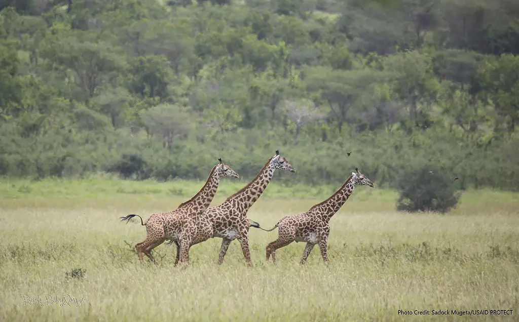 Wild giraffes wander across the grasslands of Tanzania.