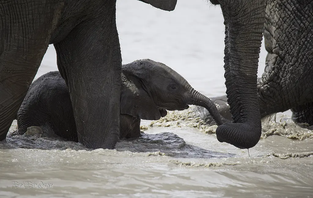 A baby elephant walks through a muddy pond.