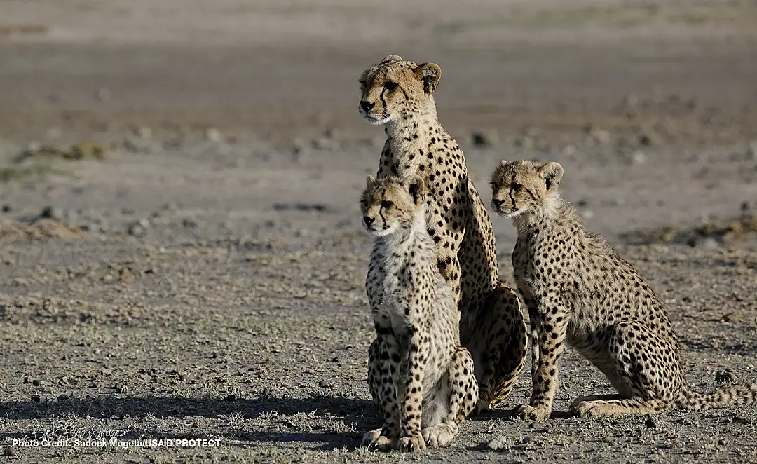 Tanzania's wildlife draws tourists from around the world and generates significant income and employment.