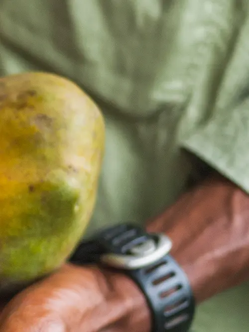 A closeup of a farm worker holding mangoes