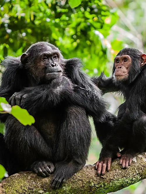 Mother and her juvenile chimpanzee in Tanzania