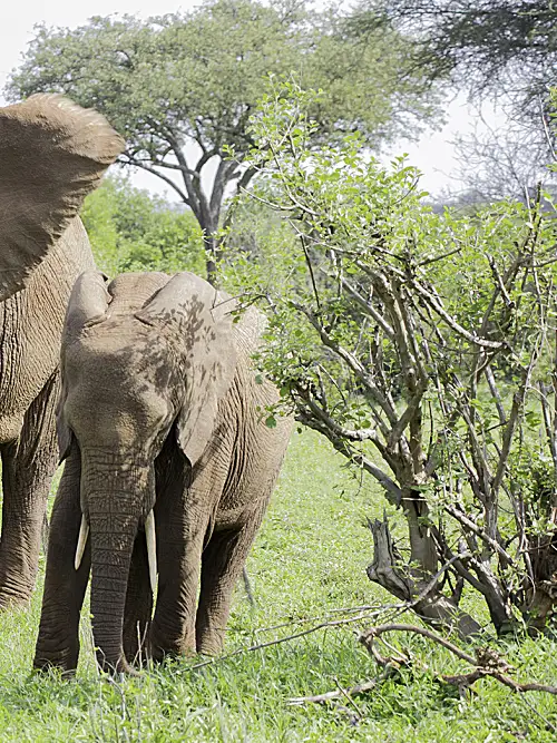 A mother and baby elephant roam the Tanzanian backcountry.