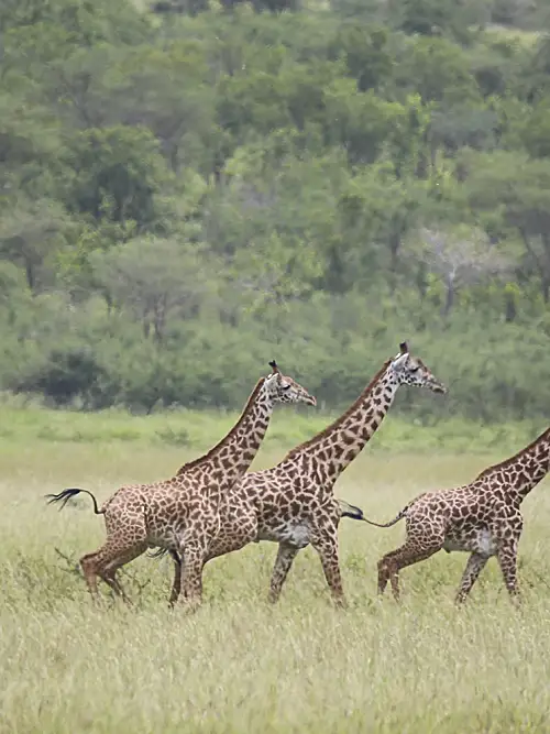 Wild giraffes wander across the grasslands of Tanzania.