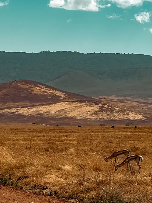 Ngorongoro Conservation Area & Crater