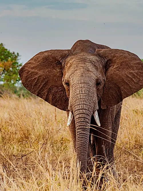 Elephant-Uganda