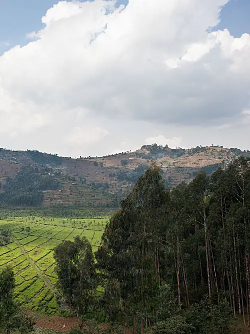 Rwanda tea field