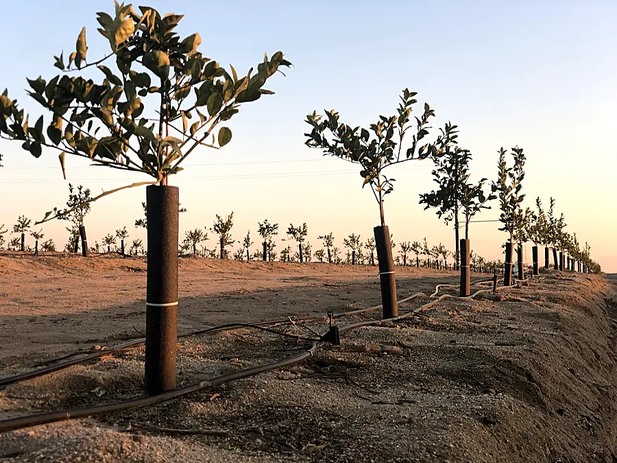 An orchard with irrigation equipment.